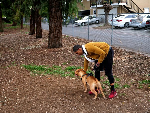 Welche Rolle spielt die Genetik bei der Gesundheit meines Hundes?