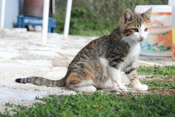 Was sollte ich über die Kastration oder Sterilisation meiner Katze wissen?