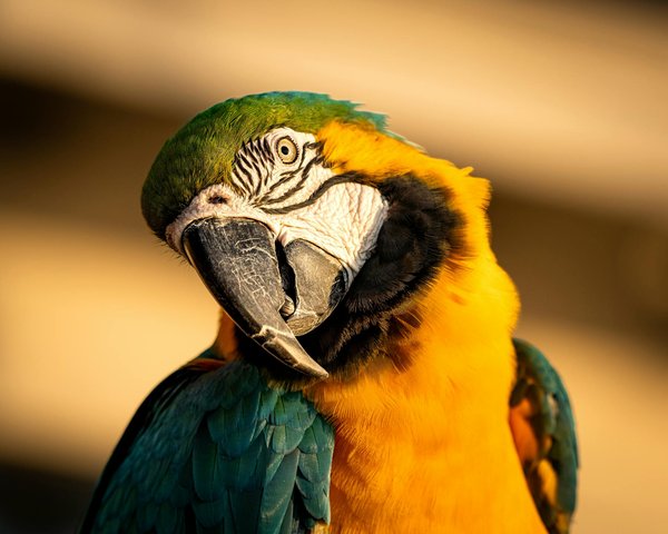 Welche Bedeutung haben Quallen im marinen Ökosystem?